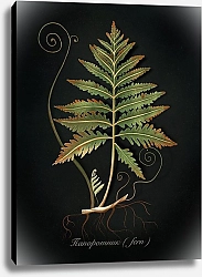 Постер Михеева Светлана Ботаническая иллюстрация 
