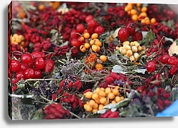 Постер Solar Fangs Winter berries