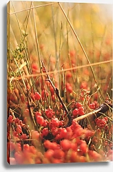 Постер Solar Fangs Sunset berries