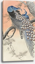 Постер Два павлина на ветке дерева (1900 - 1930)