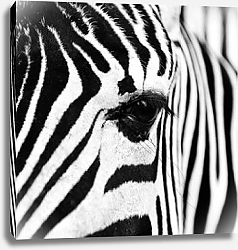 Постер Глаз зебры