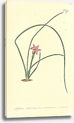 Постер Curtis Ботаника №60 1