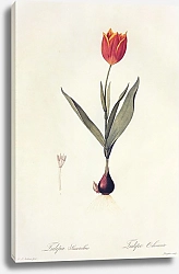 Постер Tulipa gesneriana L