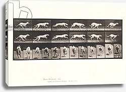 Постер Муйбридж Идвеард Plate 709. Dog; Galloping; White Racing Hound Maggie, 1885