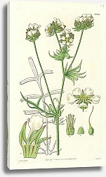 Постер Curtis Ботаника №15 1