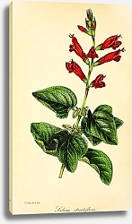 Постер Salvia Strictiflora
