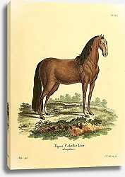 Постер Лошадь домашняя
