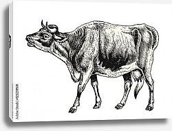 Постер Ретро-иллюстрация с коровой