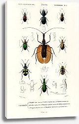 Постер Различные виды жуков 6