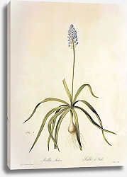 Постер Hyacinthoides italica