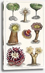 Постер Различные виды актиний, или живых цветов