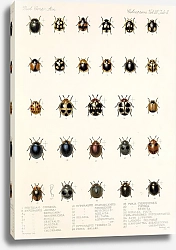 Постер Годман Фредерик Insecta Coleoptera Pl 299