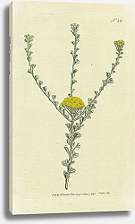 Постер Curtis Ботаника №40 1