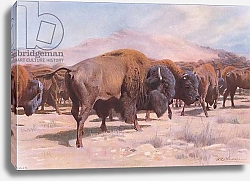 Постер Кунер Вильгельм American Bison, from Wildlife of the World published by Frederick Warne & Co, c.1900