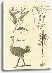 Постер Styrax Benzoin, Stylephorus Chordatus, Struthio (Ostrich), Sugar Cane 1
