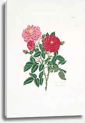 Постер Лоуренс Мэри Rosa centifolia6