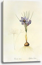 Постер Crocus sativus L