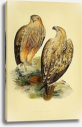 Постер Striated Eagle