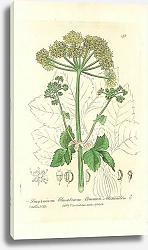 Постер Smyrnium olusatrum. Common Alexanders 1