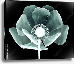 Постер Рентгеновское изображение цветка мака на черном