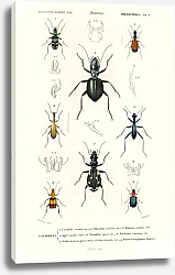 Постер Различные виды жуков 2