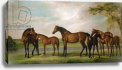 Постер Стаббс Джордж Mares and Foals Disturbed by an Approaching Storm, 1764-66