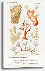 Постер Разные виды кораллов