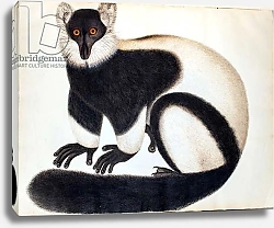 Постер Школа: Китайская 19в. Black and white ruffed lemur, from the 'Animals in the Reeves Collection', drawings from China, c.1829-31