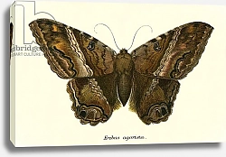 Постер Школа: Английская 19в. Butterflies 109