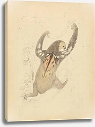 Постер Сауэрби Джеймс A Three-fingered Sloth