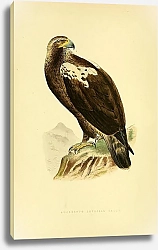 Постер Adalbert's Imperial Eagle