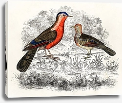 Постер Скетч с птицами Оливера Голдсмита
