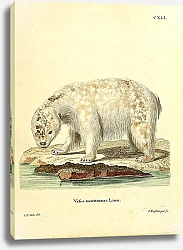 Постер Полярный медведь