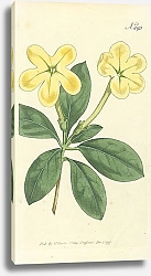 Постер Curtis Ботаника №38 1