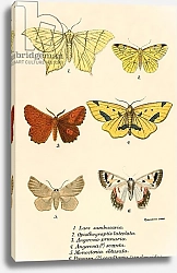 Постер Школа: Английская 19в. Butterflies 98