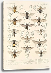 Постер Годман Фредерик Insecta Diptera Pl 13