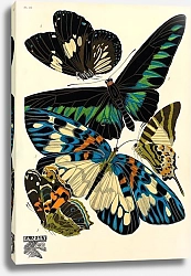 Постер Papillons by E. A. Seguy №2