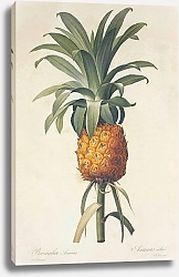Постер Ananas comosus