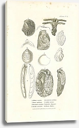 Постер Malleus vulgaris, Perna ephippium, Crenatula avicularis, Gervilia solenoides, Innoceramus sulcatus, Catillus Cuvierii, Pulvinites Adansonii, Etheria elliptica