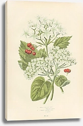 Постер Mealy Gueder Rose, Common Guelder Rose