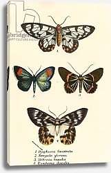 Постер Школа: Английская 19в. Butterflies 108