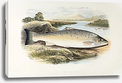 Постер Salmon trout (var)