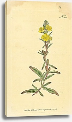 Постер Curtis Ботаника №23 1