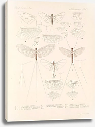 Постер Годман Фредерик Insecta Neuroptera Pl 1