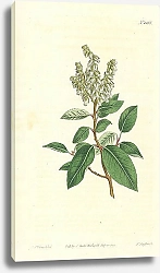 Постер Curtis Ботаника №79 1