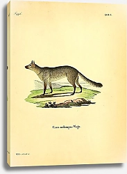 Постер Волк Canis melampus