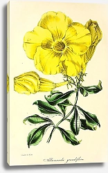 Постер Allamanda Grandiflora