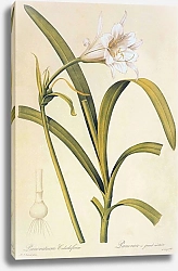 Постер Humenocallis narissiflora