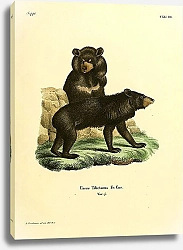 Постер Гималайский медведь