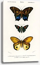 Постер Разные виды бабочек 3